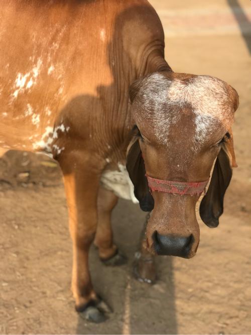 थंबनेल 2