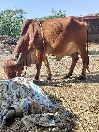 थंबनेल 2