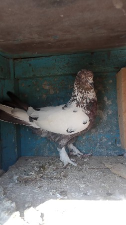 સાટા કરવા ના છે નર ના