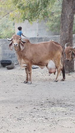 થંબનેલ 3