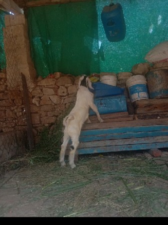 આ રાજસ્થાની બકરો વેચવાનો છે