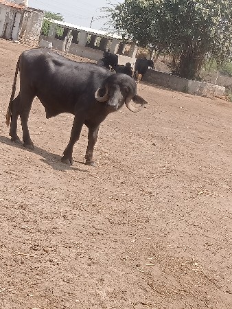 થંબનેલ 2