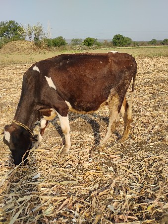 જર્સી ગાય વેચવાની છે