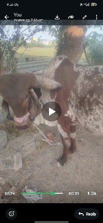 ઓરીજનલ ગીર