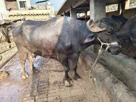 વેચવાની છે