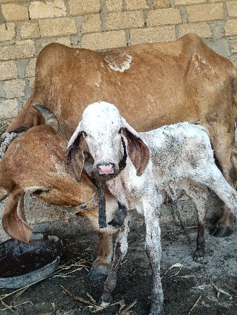 વેચવાનું.