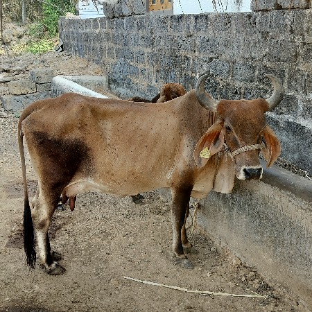 થંબનેલ 2