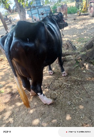 थंबनेल 2