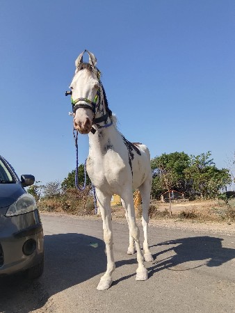 આ વસેરી ધોડી વેસવાની સે