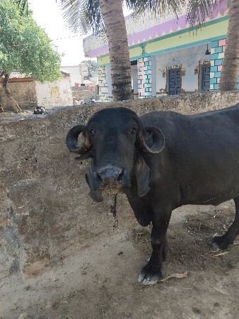 બીજા વેતર ની ખળેલી વેચવાની છે