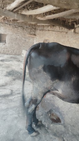 દેશી ગાય