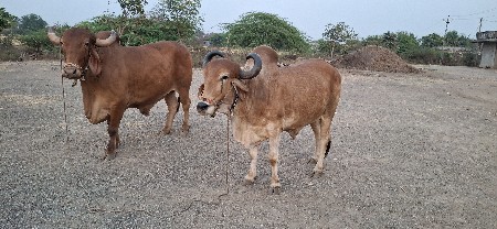 બળદ વેચવાના છે મો:>9978825785