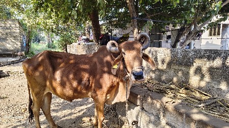 બળદ વેચવાનો છે