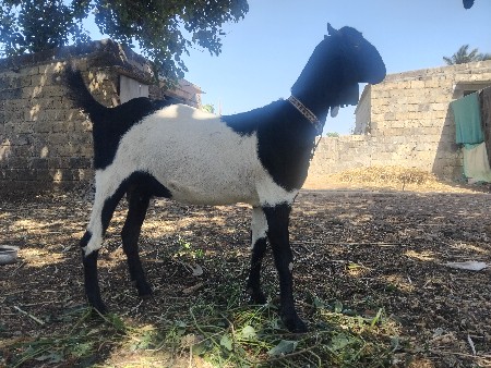 થંબનેલ 3