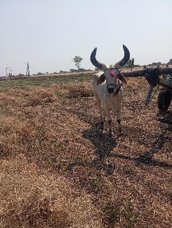 એક બળદ વેંચવાનો છે