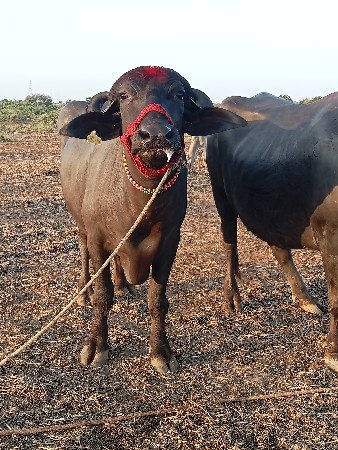 થંબનેલ 2