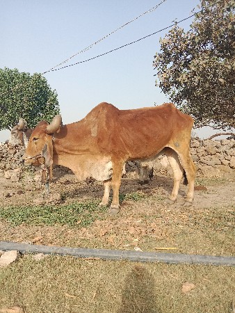 थंबनेल 2