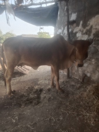 આ ગાય વેચવાની છે