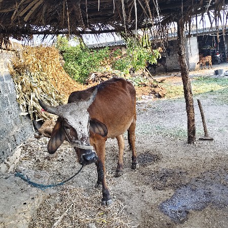 थंबनेल 2