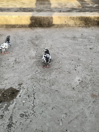 થંબનેલ 2