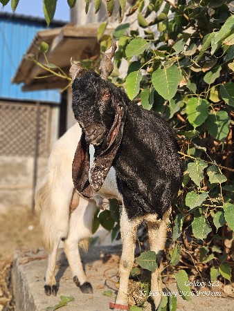 rajesthani kota 2 bakra 4 bakri