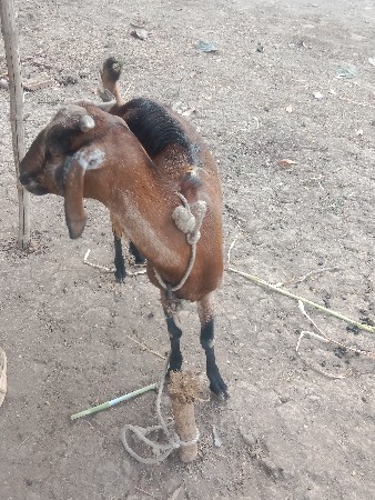 थंबनेल 3