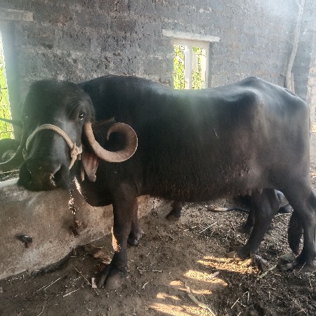 थंबनेल 3