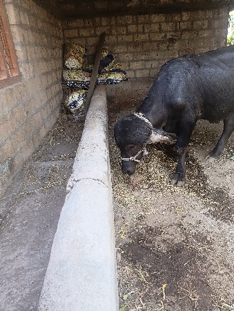 થંબનેલ 2