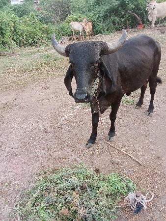 थंबनेल 2