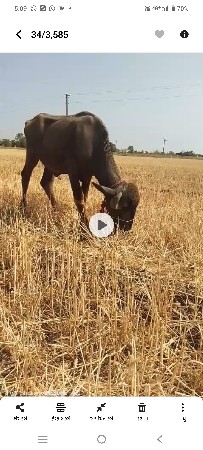 થંબનેલ 2