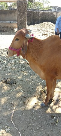 બીજું વેતર ગાભણ સે