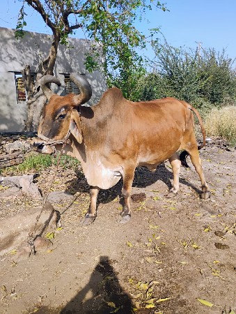 બળદ વેચવાના છે.