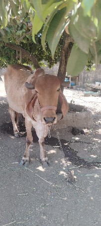 ગાય વેચવાની છે