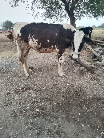 1 લઉં વેતર