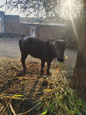 થંબનેલ 2