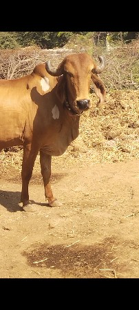 બંને ગયો વેચવાની વિહાલ છે