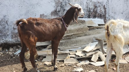 પતિરિબકરી