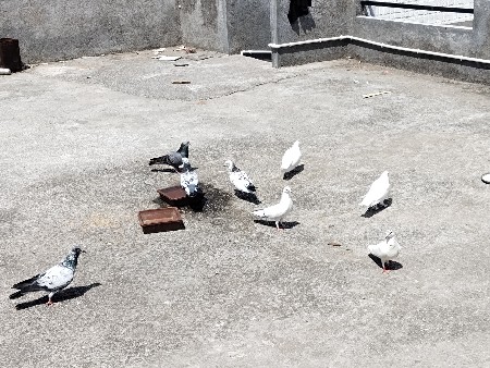 થંબનેલ 2