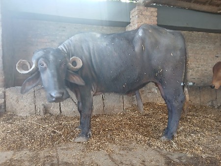 थंबनेल 2