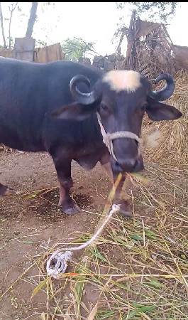 થંબનેલ 3