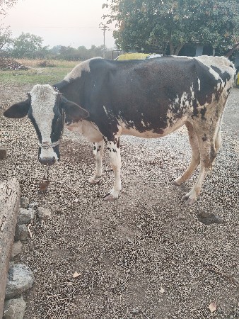 थंबनेल 3