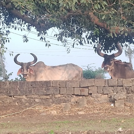 જવાબદારી વાણા