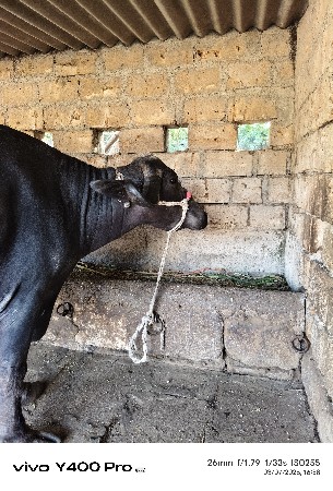 थंबनेल 3