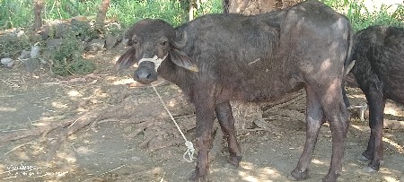 પાડી વેચવાની છે