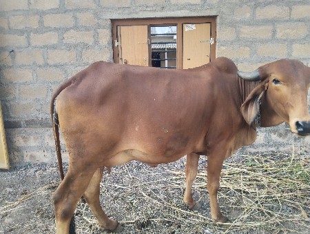 ગાય વેસવાની છે