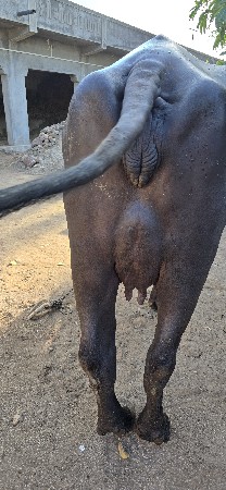 થંબનેલ 4