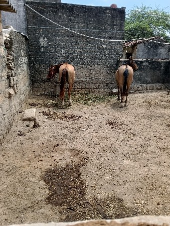 બે જવાની છે હાવ સોજી