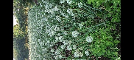 પીળી પતિ ડુંગરી નું બીજ