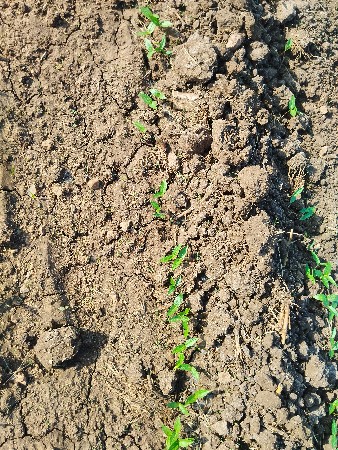 બાજરા નો ચારો