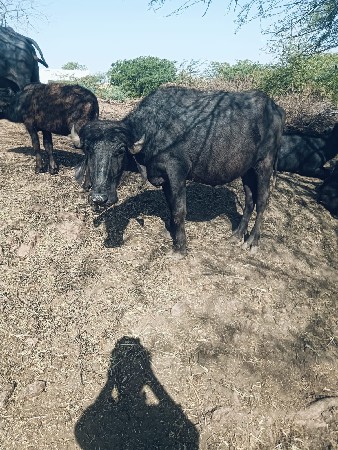 ખિલાડી વેચવાની છે